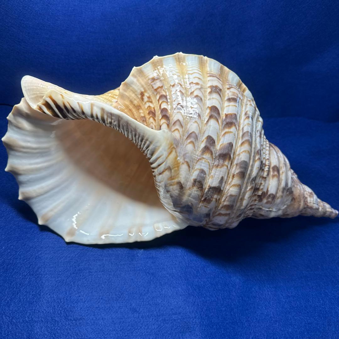 徳大法螺貝　ホラ貝　ほらがい　三伏　　　　　　魔除け　　熊よけ