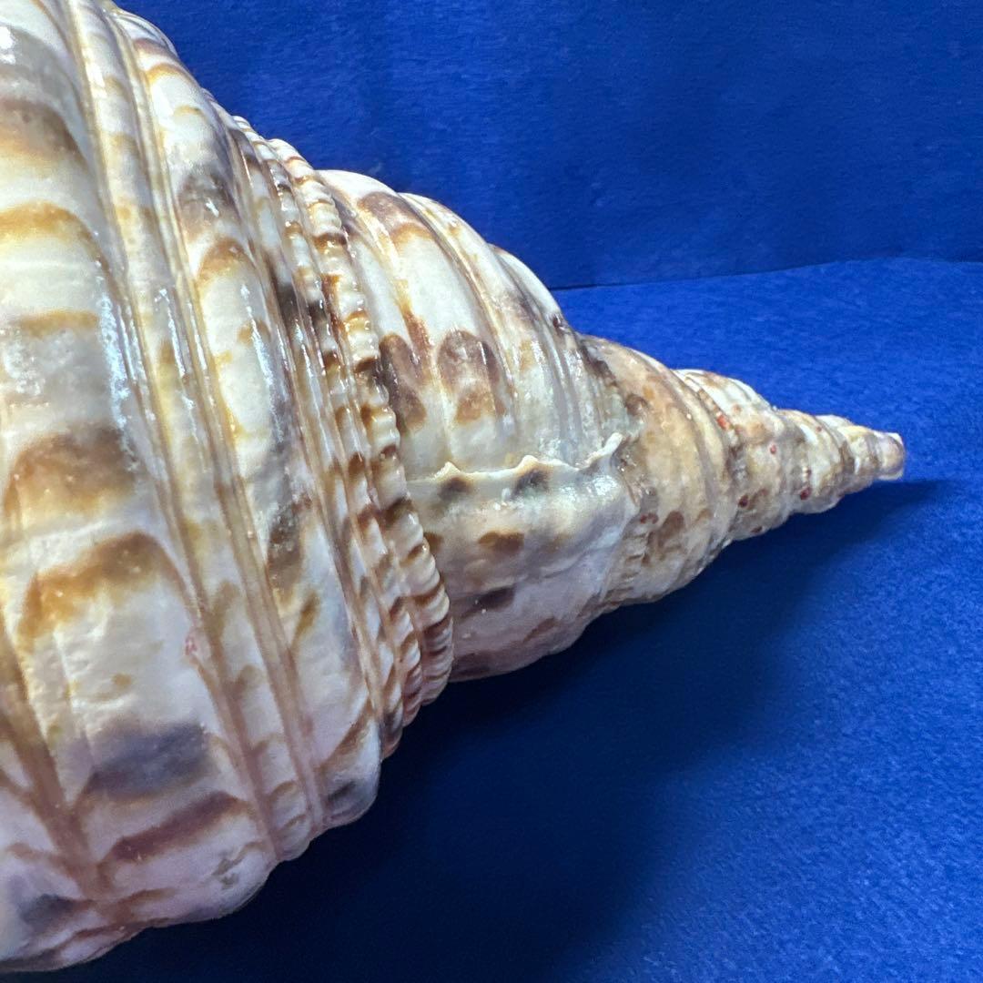 徳大法螺貝　ホラ貝　ほらがい　三伏　　　　　　魔除け　　熊よけ