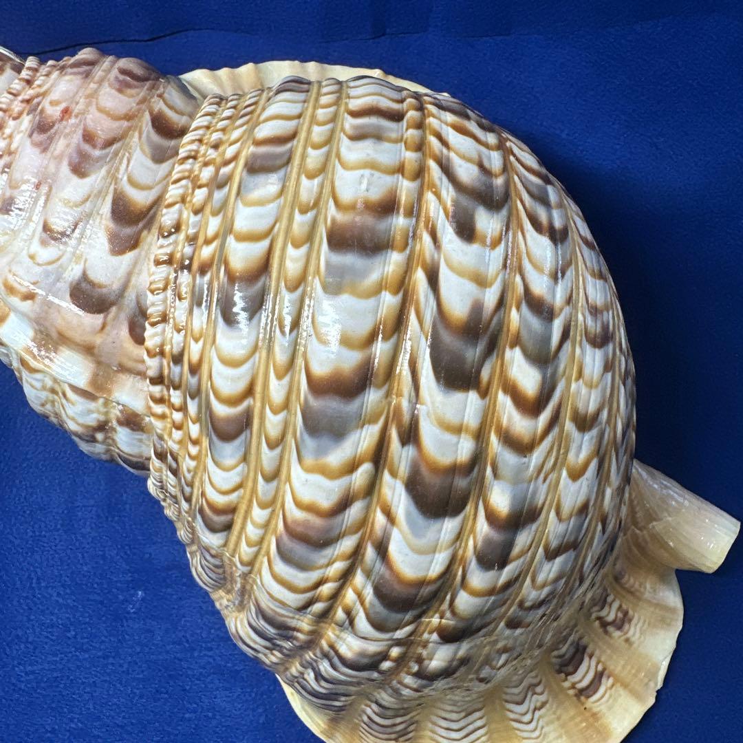 徳大法螺貝　ホラ貝　ほらがい　三伏　　　　　　魔除け　　熊よけ