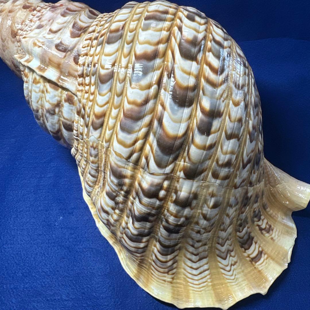 徳大法螺貝　ホラ貝　ほらがい　三伏　　　　　　魔除け　　熊よけ