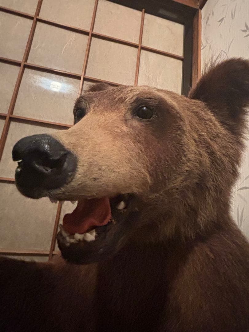 クマの剥製（約110cm）