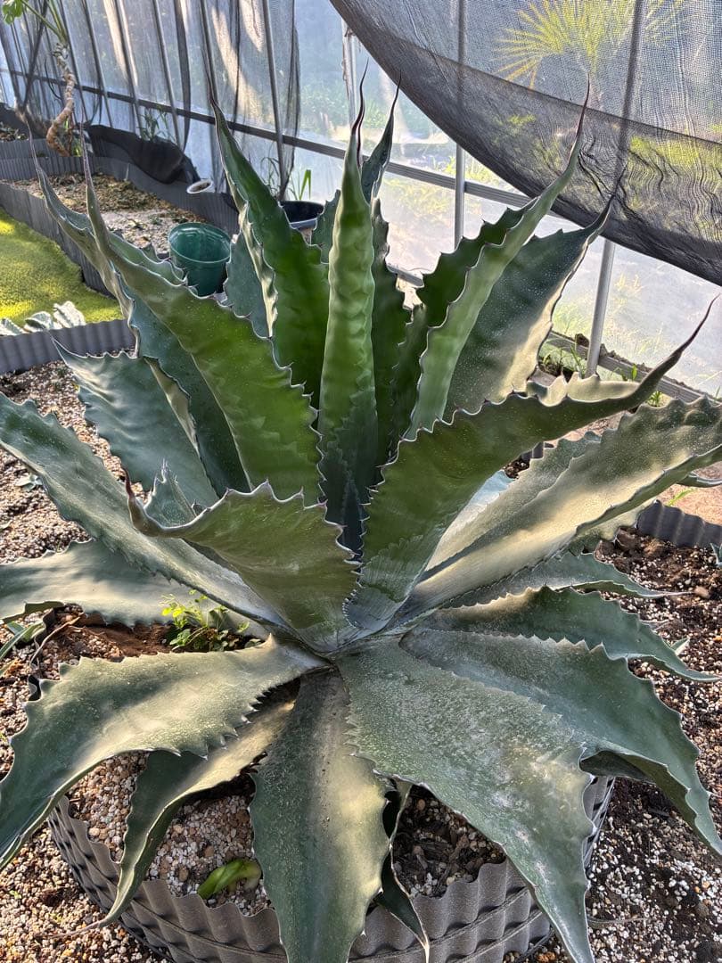 アガベ ローガンカルホーン 子株 一枚目親株 - メルカリ