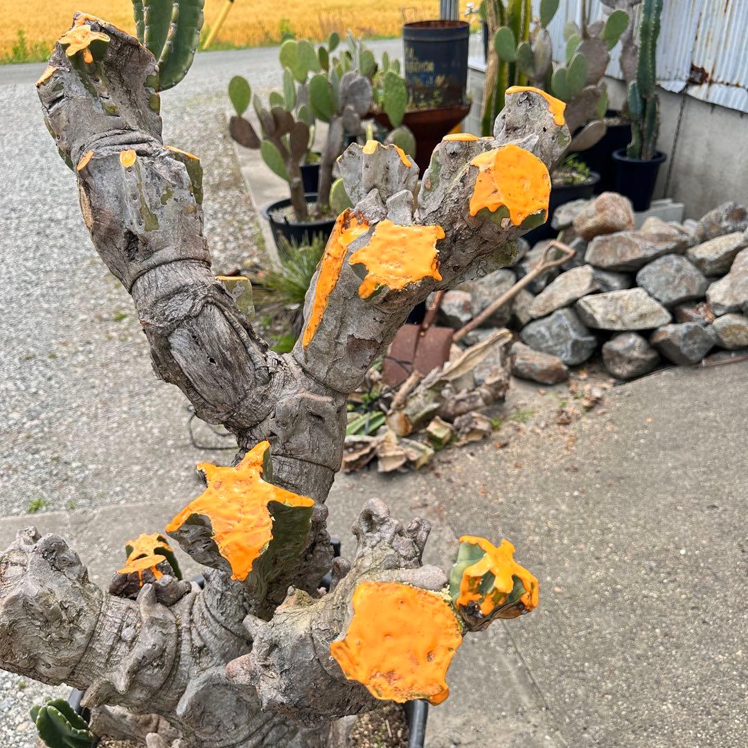 鬼面角 樹齢35年 親木 鹿児島県産柱サボテン【現品】配達します。