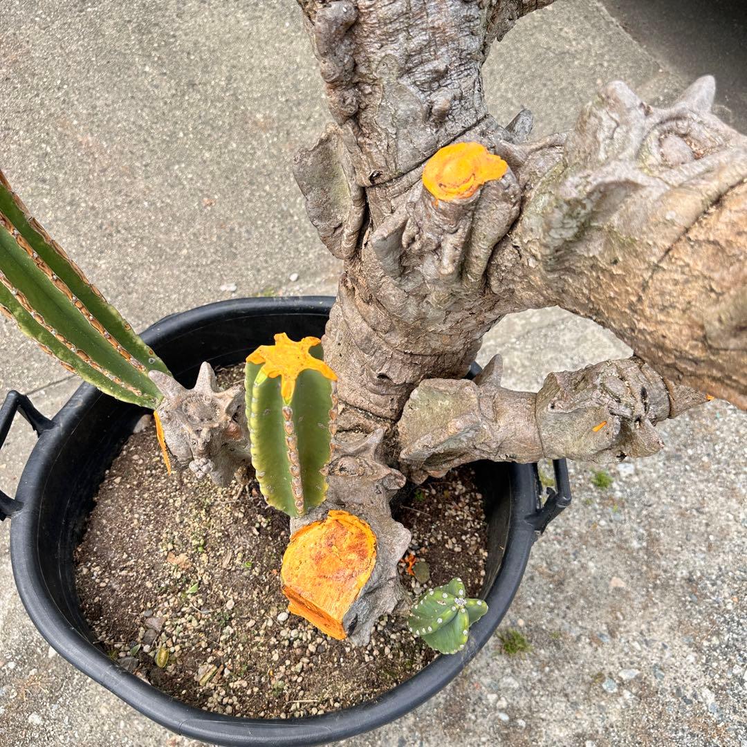 鬼面角 樹齢35年 親木 鹿児島県産柱サボテン【現品】配達します。