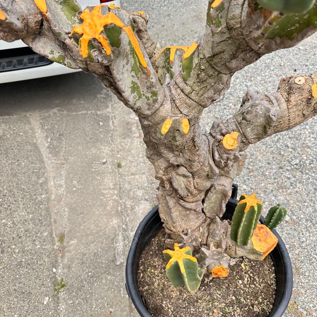 鬼面角 樹齢35年 親木 鹿児島県産柱サボテン【現品】配達します。