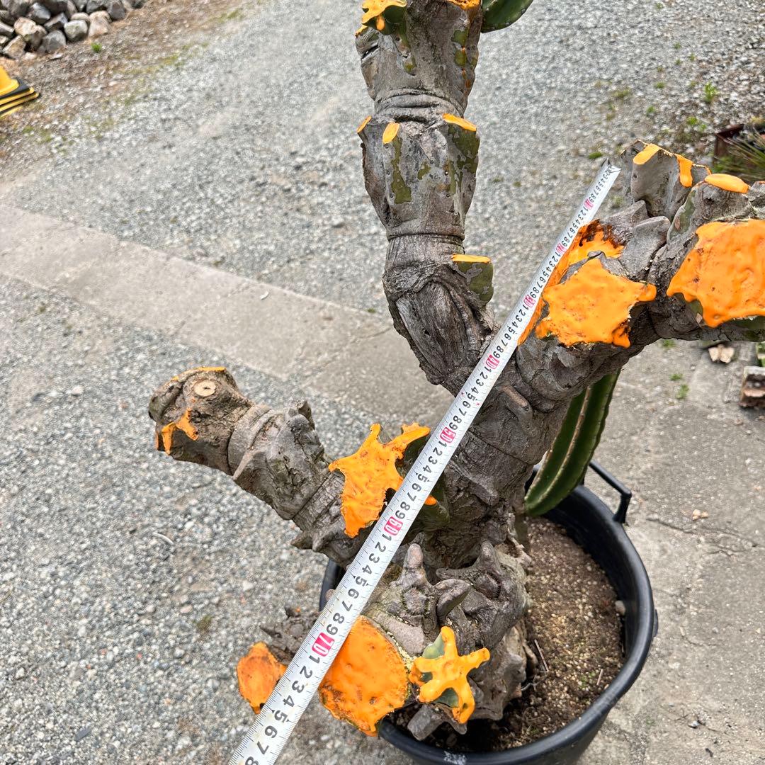 鬼面角 樹齢35年 親木 鹿児島県産柱サボテン【現品】配達します。