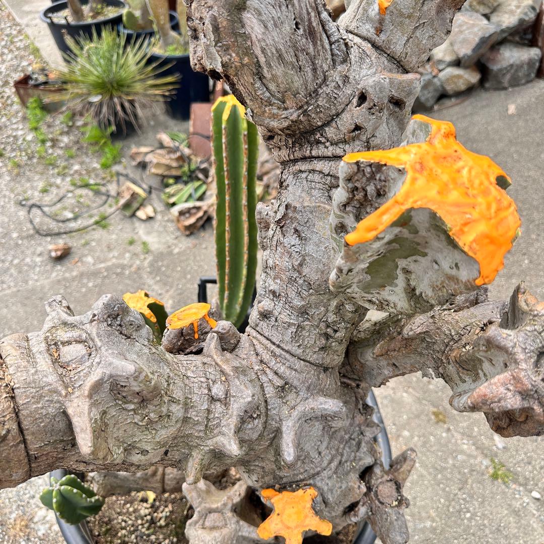 鬼面角 樹齢35年 親木 鹿児島県産柱サボテン【現品】配達します。