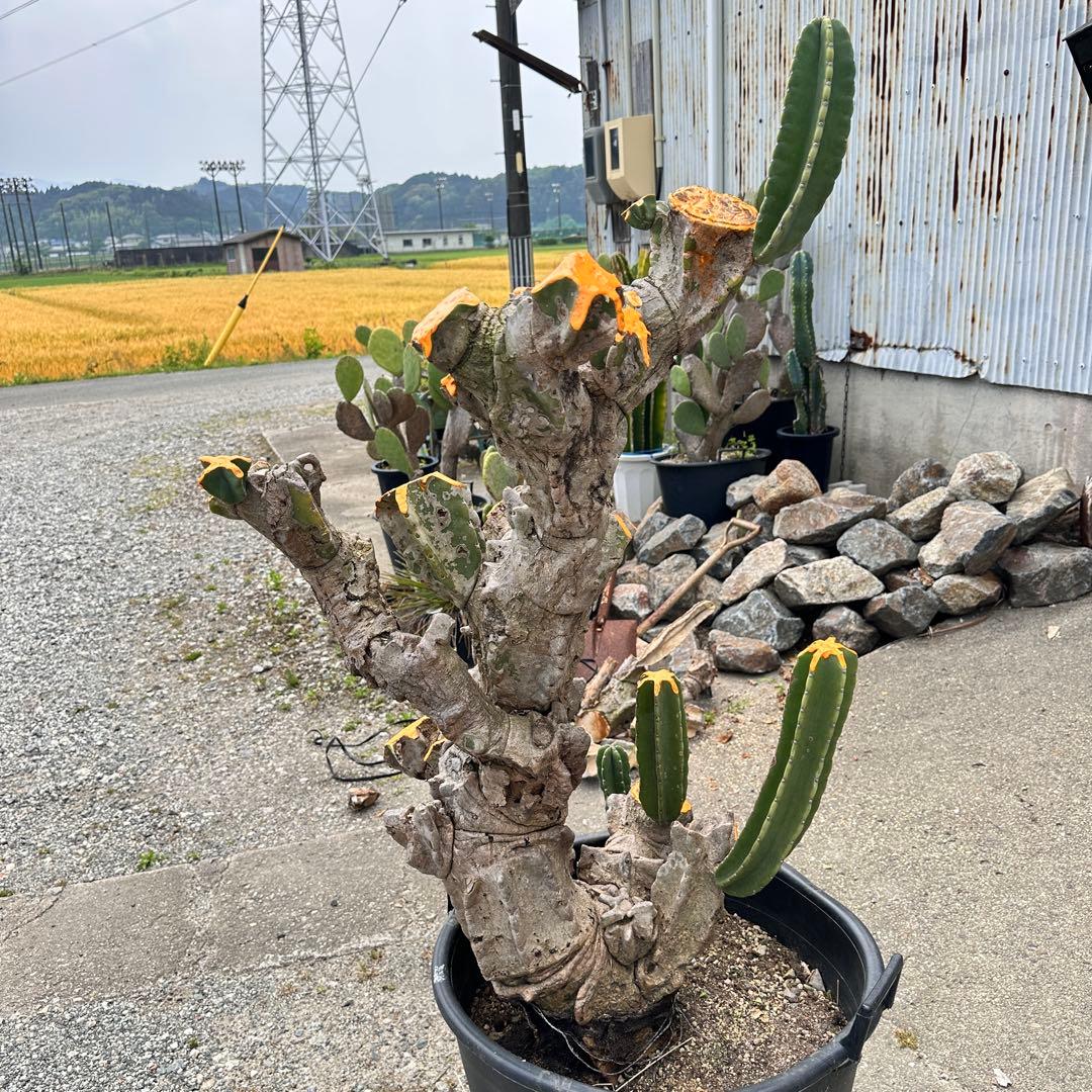 鬼面角 樹齢35年 親木 鹿児島県産柱サボテン【現品】配達します。