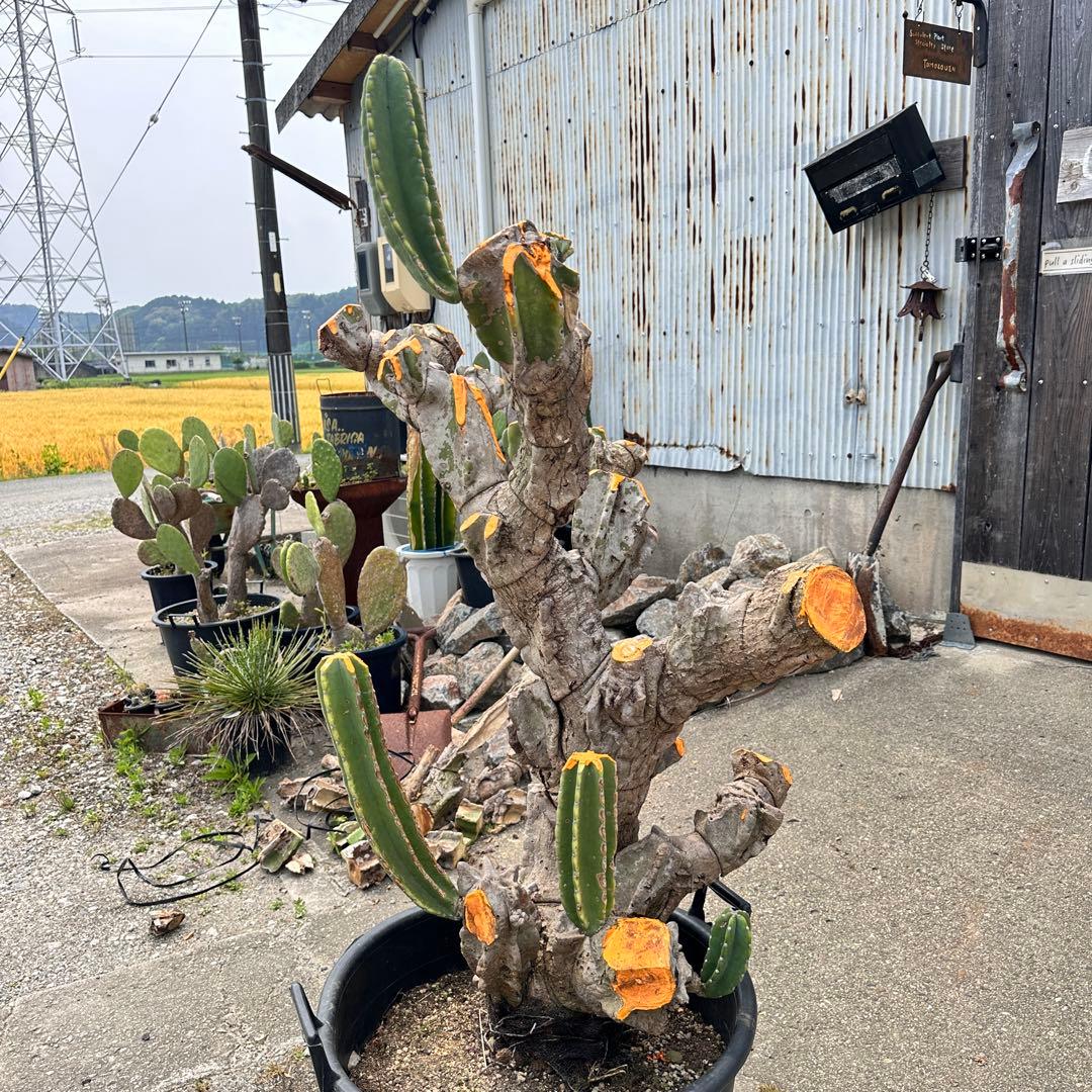 鬼面角 樹齢35年 親木 鹿児島県産柱サボテン【現品】配達します。