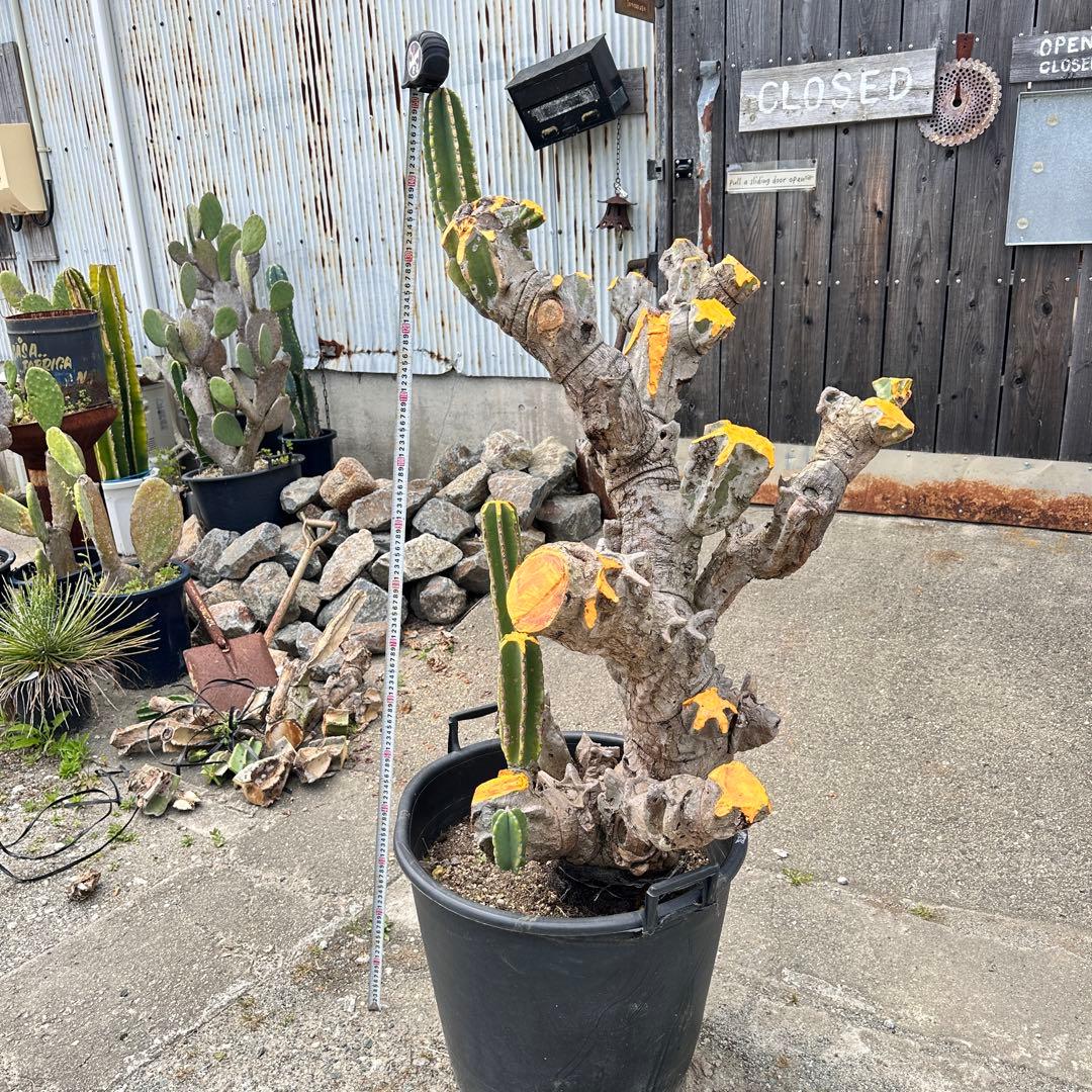 鬼面角 樹齢35年 親木 鹿児島県産柱サボテン【現品】配達します。