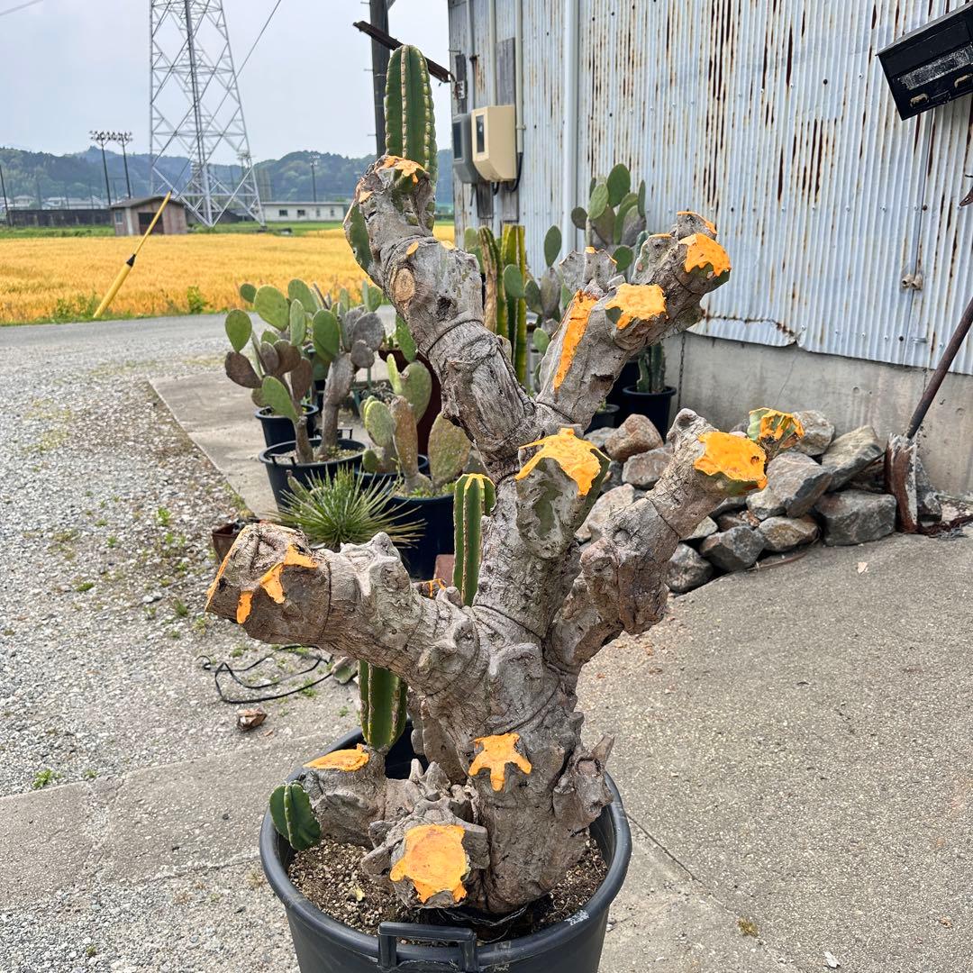 鬼面角 樹齢35年 親木 鹿児島県産柱サボテン【現品】配達します。