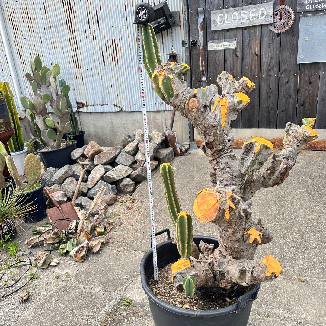 鬼面角 樹齢35年 親木 鹿児島県産柱サボテン【現品】配達します。