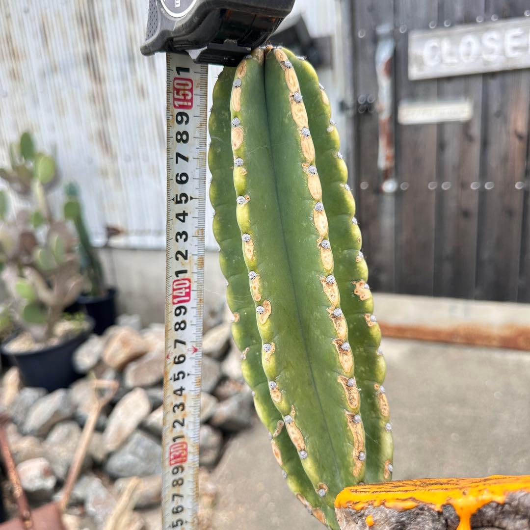 鬼面角 樹齢35年 親木 鹿児島県産柱サボテン【現品】配達します。