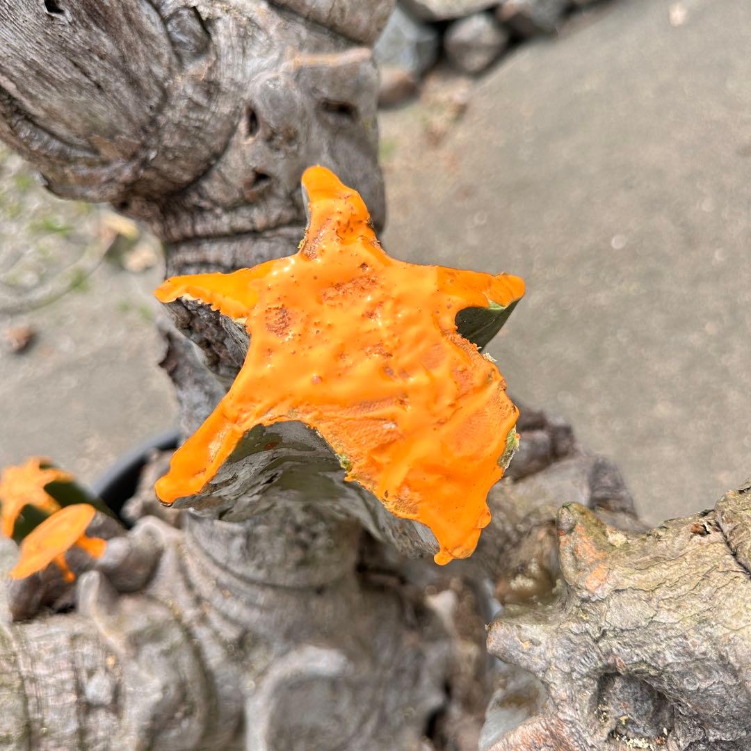 鬼面角 樹齢35年 親木 鹿児島県産柱サボテン【現品】配達します。