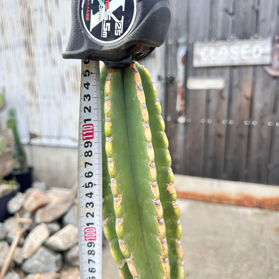 鬼面角 樹齢35年 親木 鹿児島県産柱サボテン【現品】配達します。