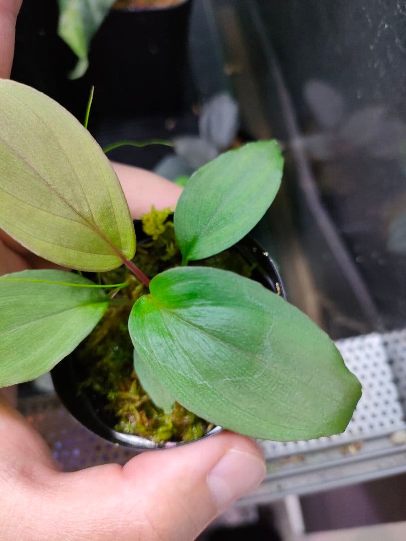 Homalomena sp. 北Sanggau Brown TB便 ホマロメナ