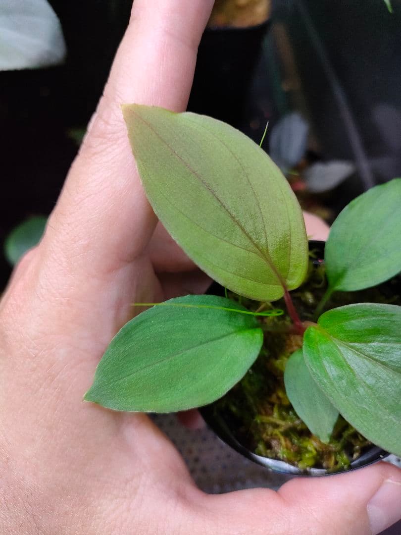 Homalomena sp. 北Sanggau Brown TB便 ホマロメナ