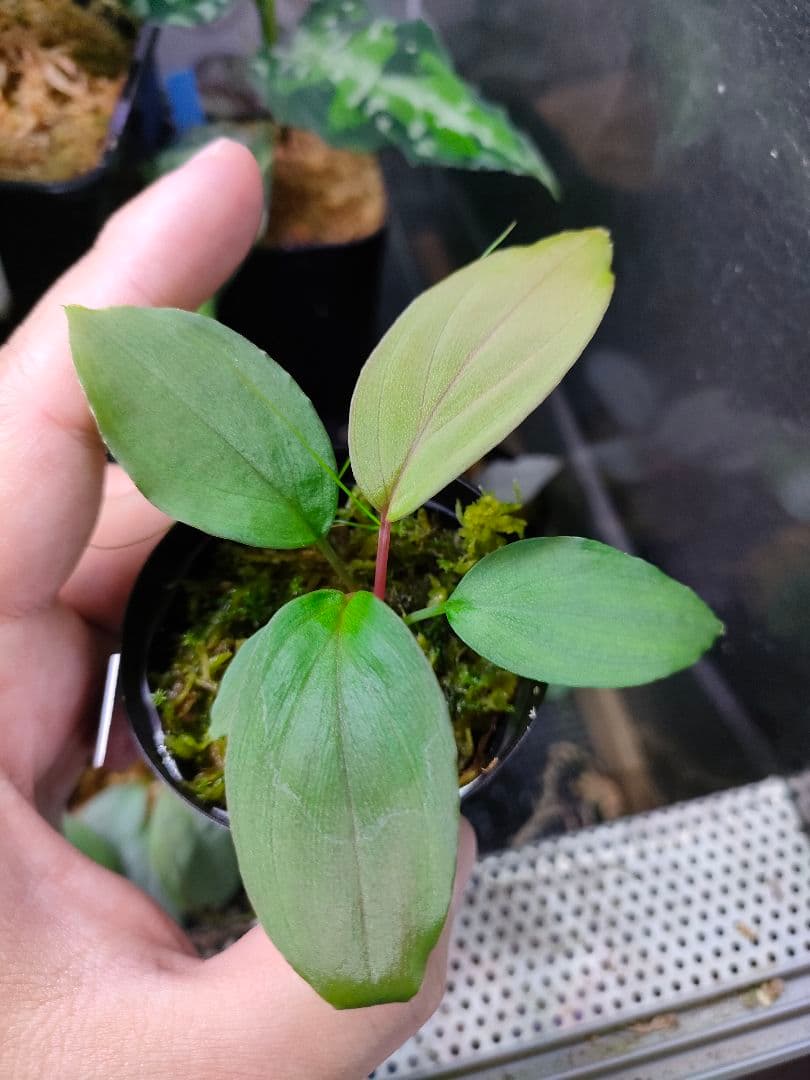 Homalomena sp. 北Sanggau Brown TB便 ホマロメナ