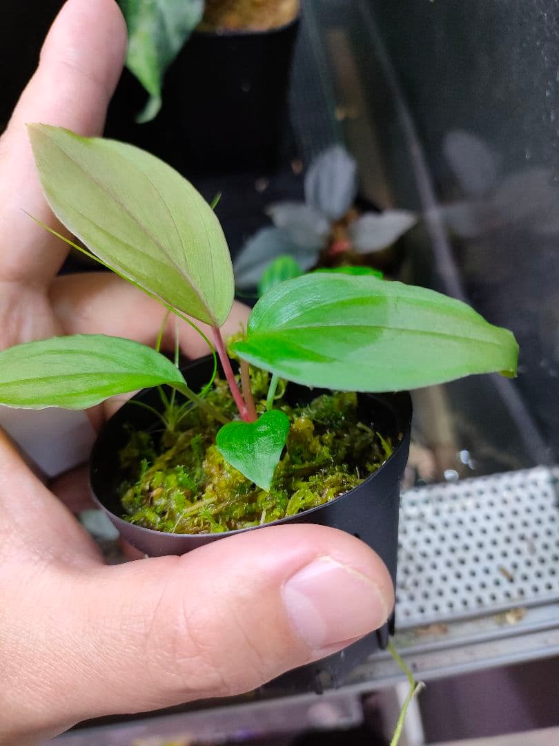 Homalomena sp. 北Sanggau Brown TB便 ホマロメナ