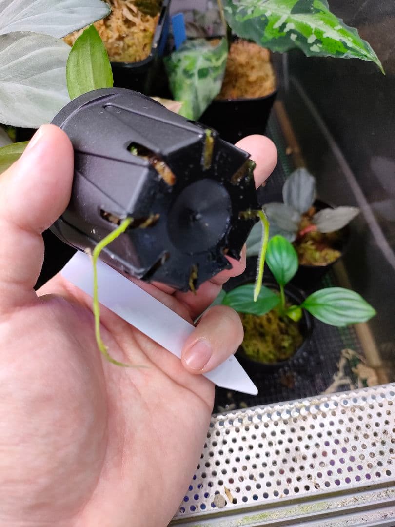 Homalomena sp. 北Sanggau Brown TB便 ホマロメナ