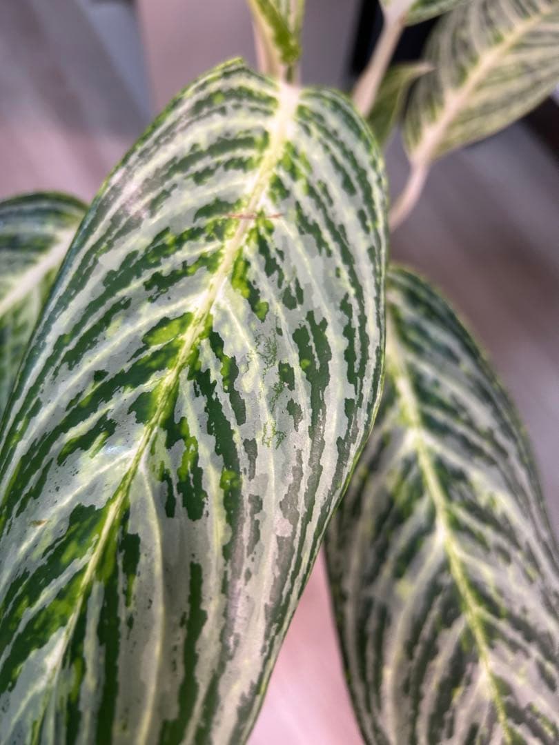 ✴︎Aglaonema 'stripes' curtisii×Manila✴︎子株有