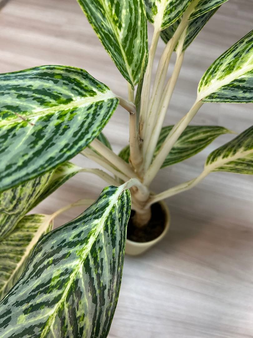 ✴︎Aglaonema 'stripes' curtisii×Manila✴︎子株有