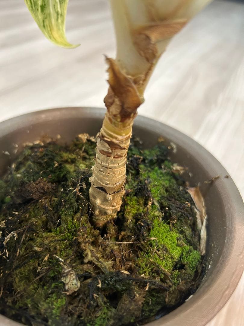 ✴︎Aglaonema 'stripes' curtisii×Manila✴︎子株有