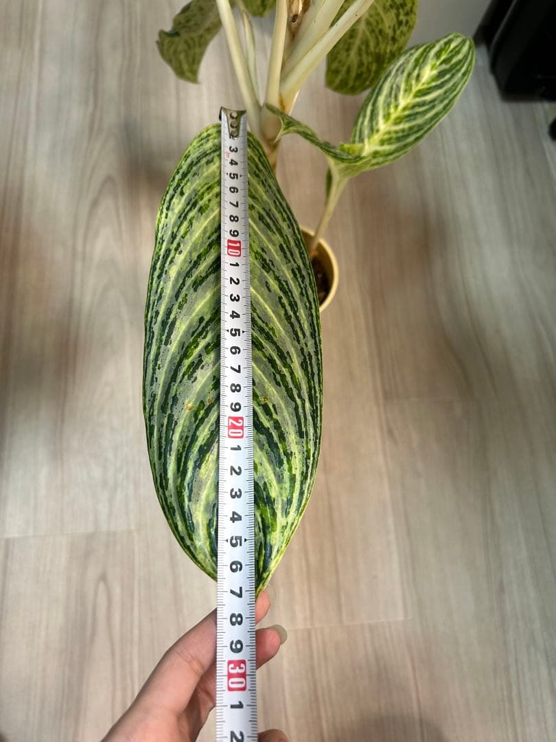 ✴︎Aglaonema 'stripes' curtisii×Manila✴︎子株有