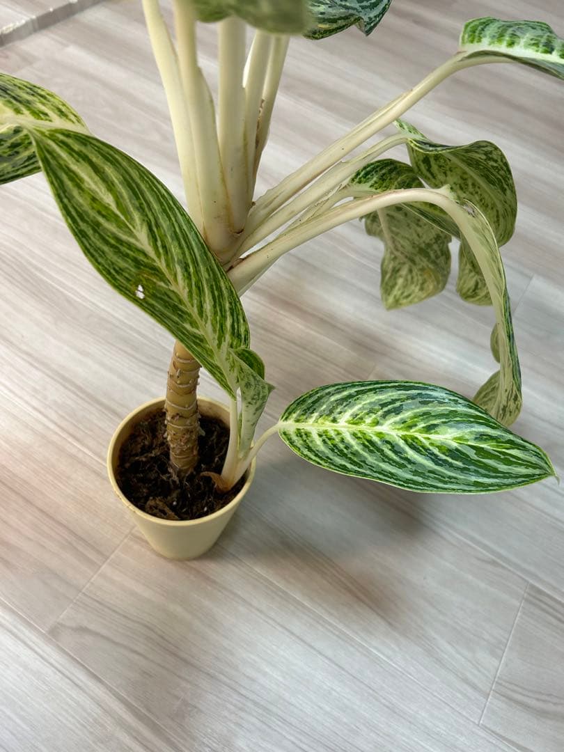 ✴︎Aglaonema 'stripes' curtisii×Manila✴︎子株有