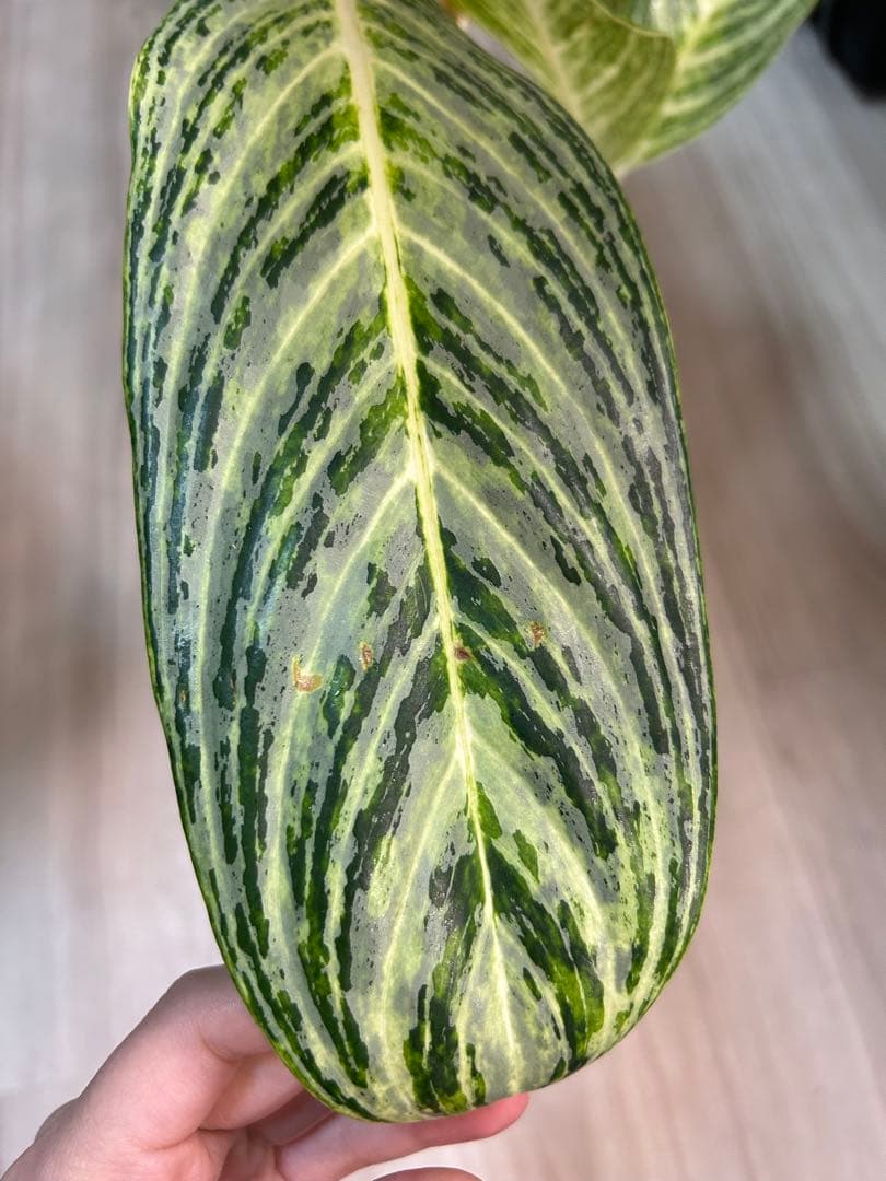 ✴︎Aglaonema 'stripes' curtisii×Manila✴︎子株有