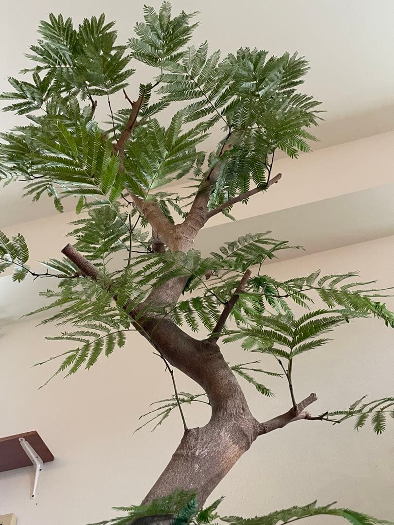 【手渡し限定】特大エバーフレッシュ 190cm 幹太24cm 観葉植物 平塚市