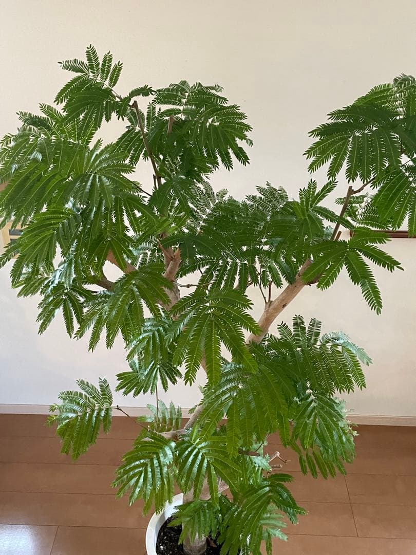 【手渡し限定】特大エバーフレッシュ 190cm 幹太24cm 観葉植物 平塚市