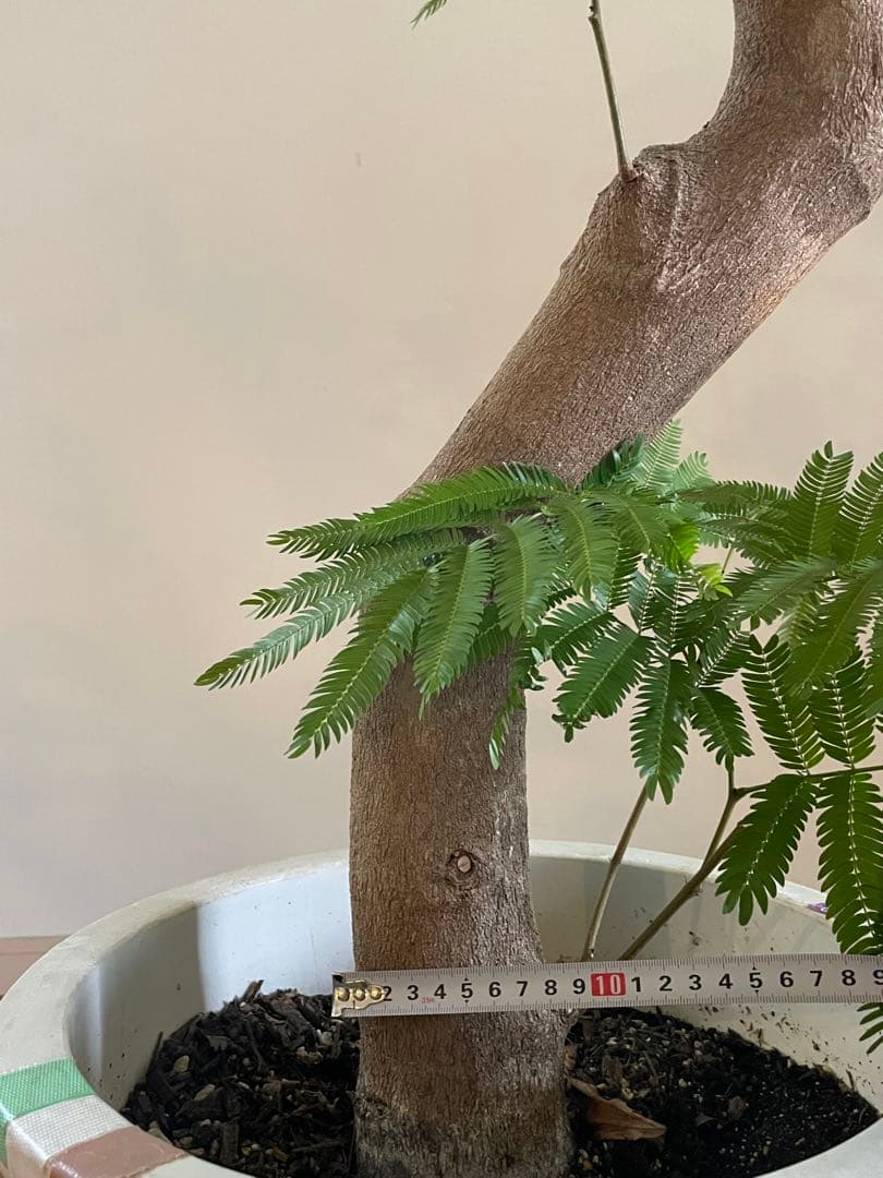 【手渡し限定】特大エバーフレッシュ 190cm 幹太24cm 観葉植物 平塚市