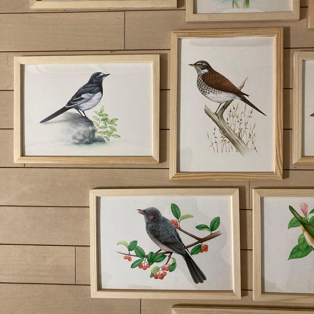 希少 野鳥 絵画 イラスト 原画 セット ウッド フレーム 新品 額装