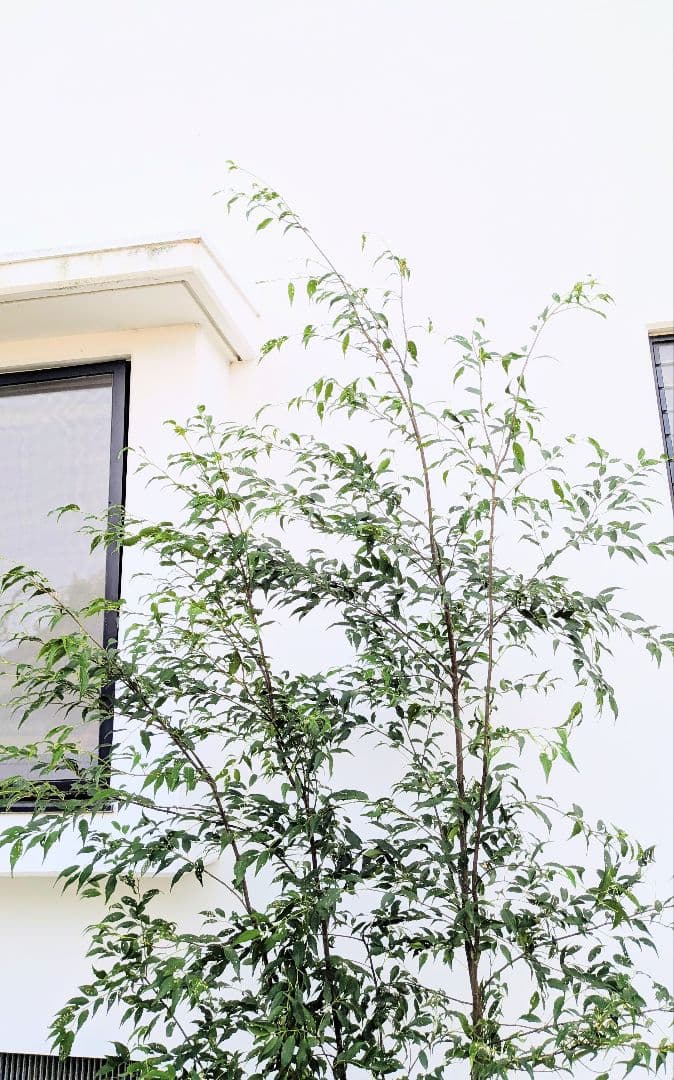 珠玉。特大山採りハイノキ。