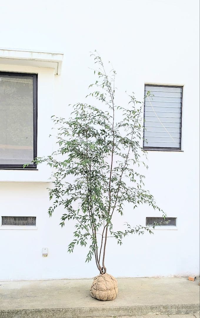 珠玉。特大山採りハイノキ。