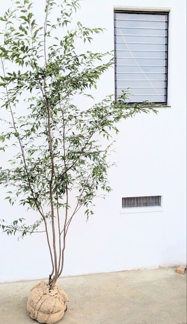 珠玉。特大山採りハイノキ。