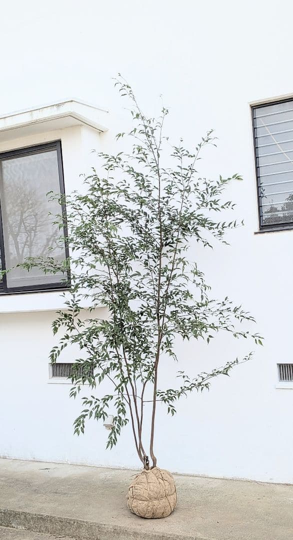 珠玉。特大山採りハイノキ。