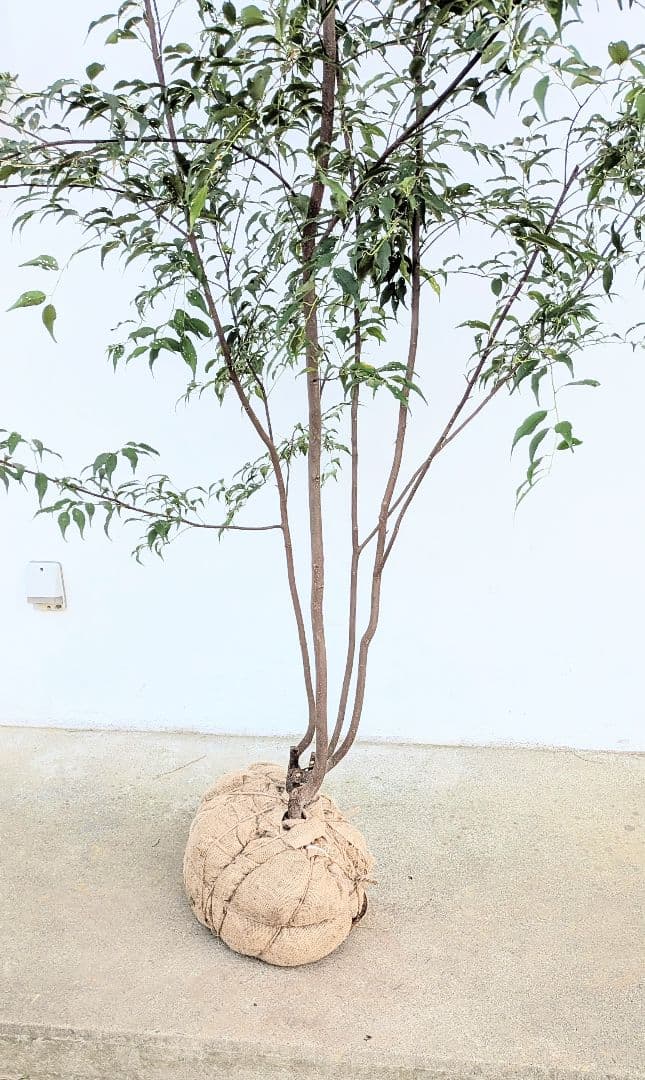 珠玉。特大山採りハイノキ。