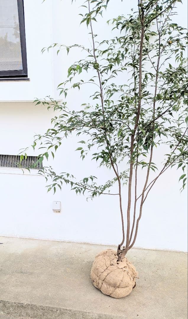 珠玉。特大山採りハイノキ。