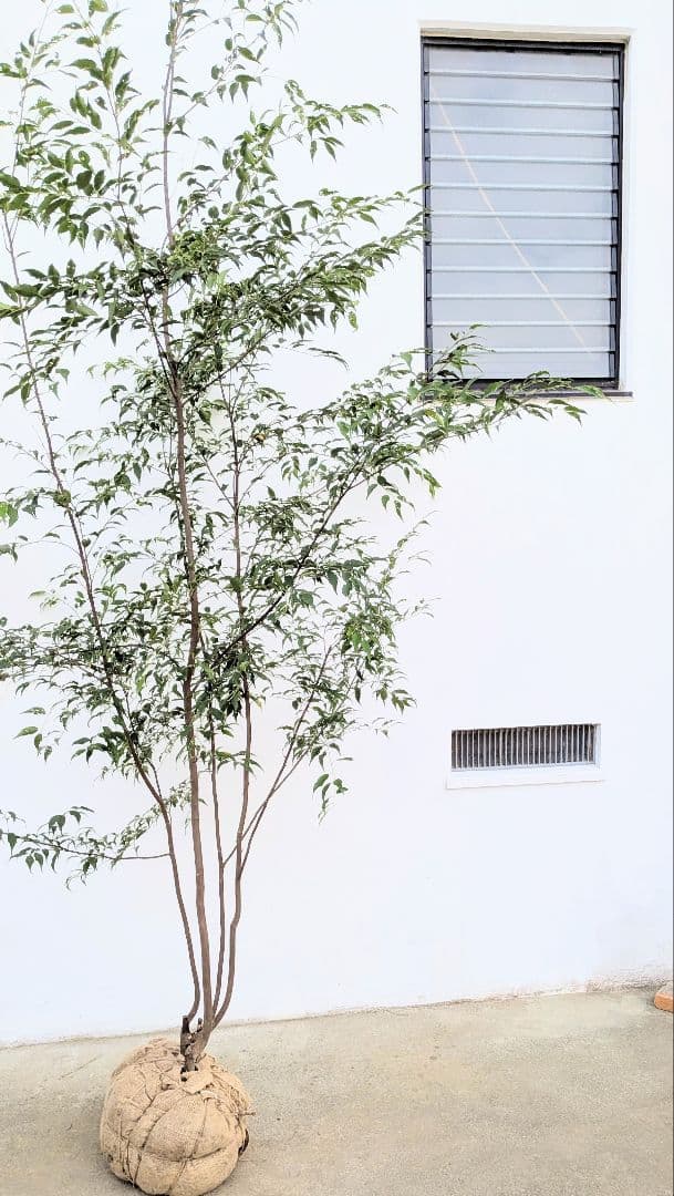 珠玉。特大山採りハイノキ。