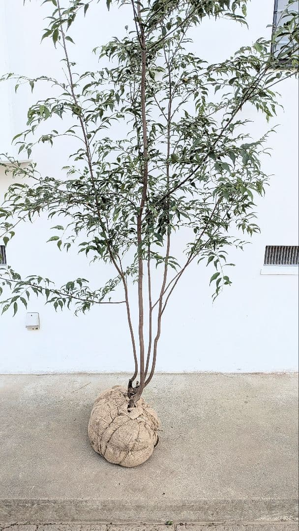 珠玉。特大山採りハイノキ。