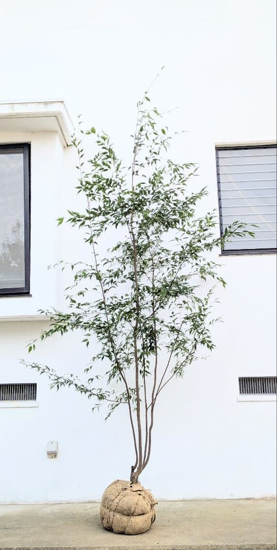 珠玉。特大山採りハイノキ。