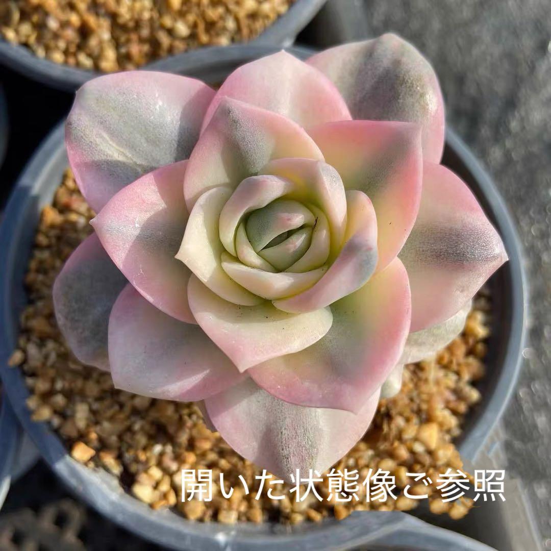 ラブリーローズ錦 虹斑入り レア 多肉植物 エケベリア 抜き苗 太茎 超