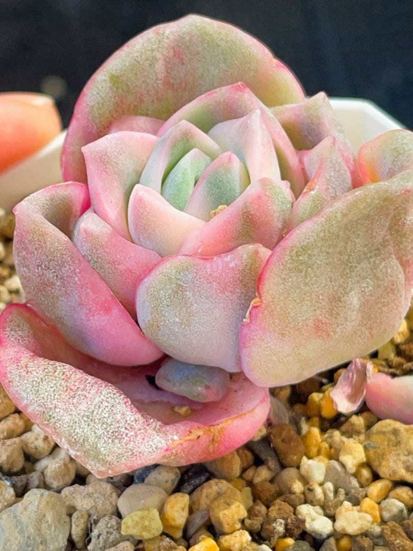 ラブリーローズ錦 虹斑入り レア 多肉植物 エケベリア 抜き苗 太茎 超