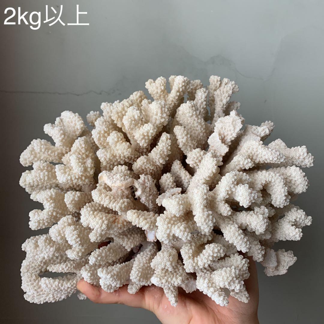 天然 特大 白化 珊瑚 置物 ディスプレイ - メルカリ