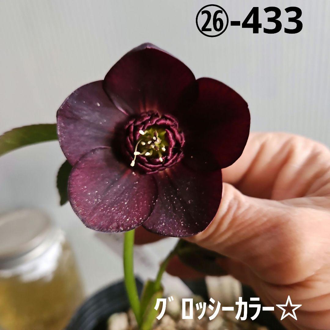 ㉖-433クリスマスローズ