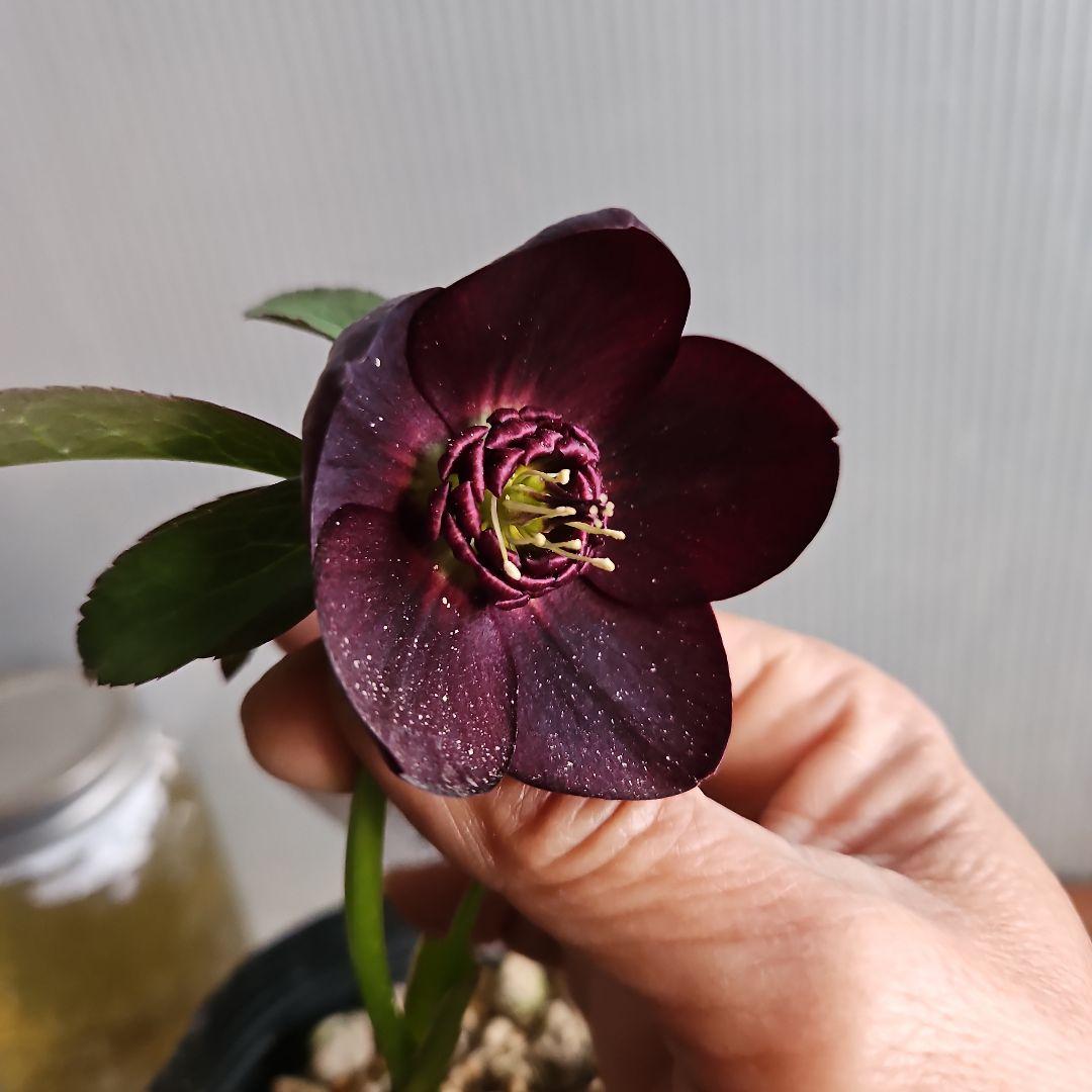 ㉖-433クリスマスローズ