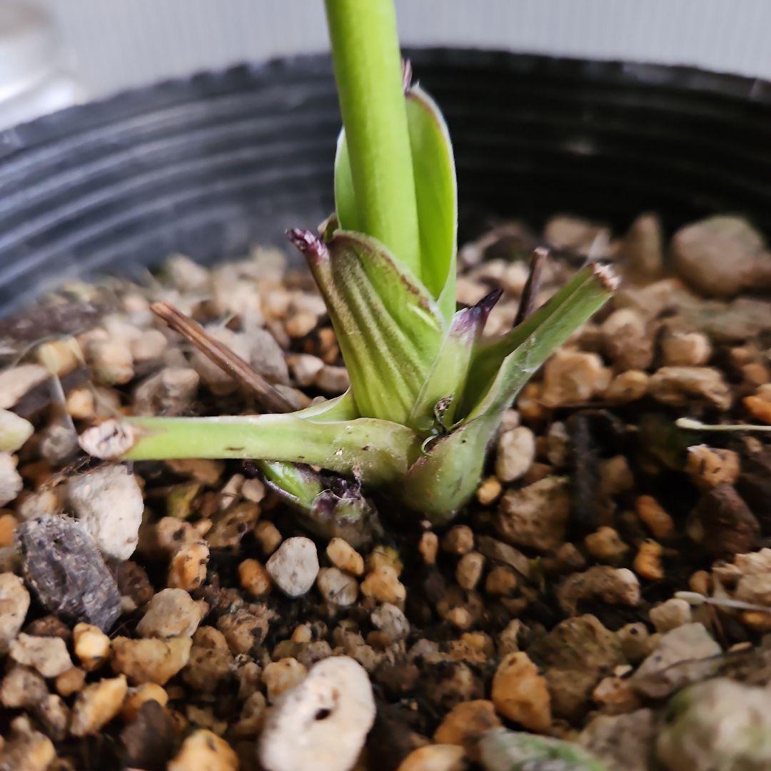 ㉖-433クリスマスローズ