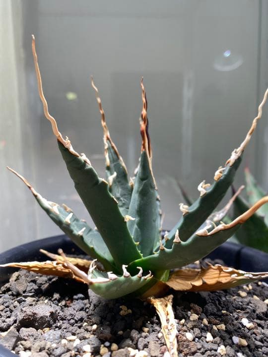 コレクション株　アガベ　エボリスピナ　陽炎